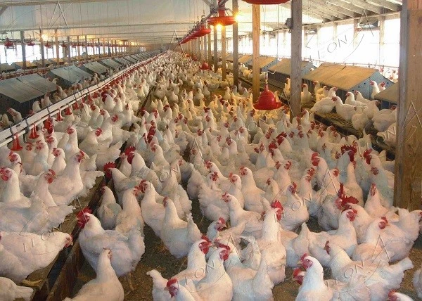 BROILERSINPOULTRY