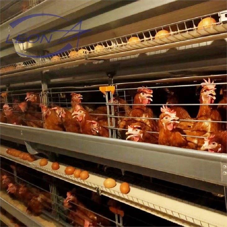 Granja avícola de jaula de batería automática