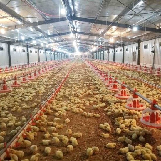 Durable Broiler Pan Feeding System Durable Broiler Pan Feeding System