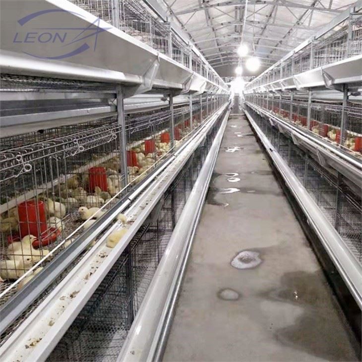 Nuevo sistema completamente automático de alimentación de charolas para pollos de engorde