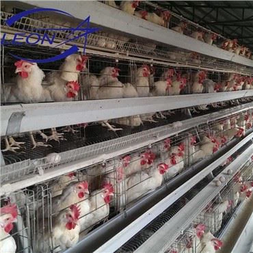 Pollo de jaula de engorde