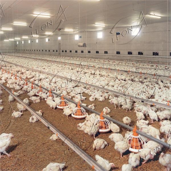 Crianza de pollos de engorde