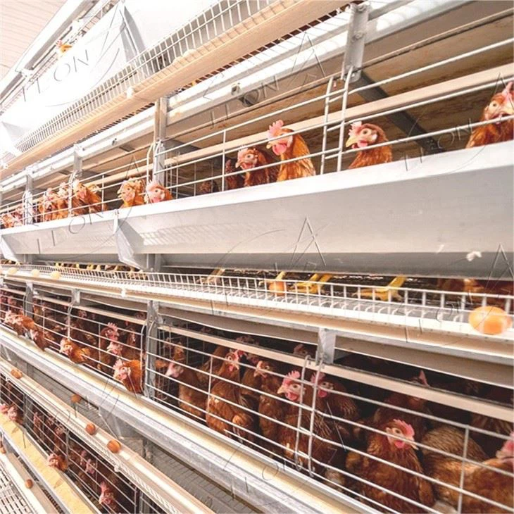 Chicken layer cage