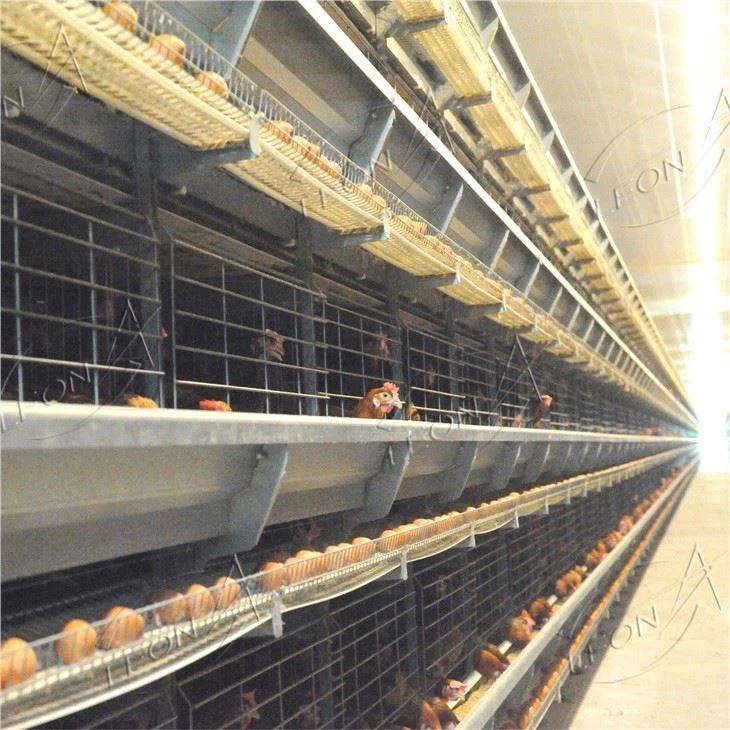 Chicken layer cage