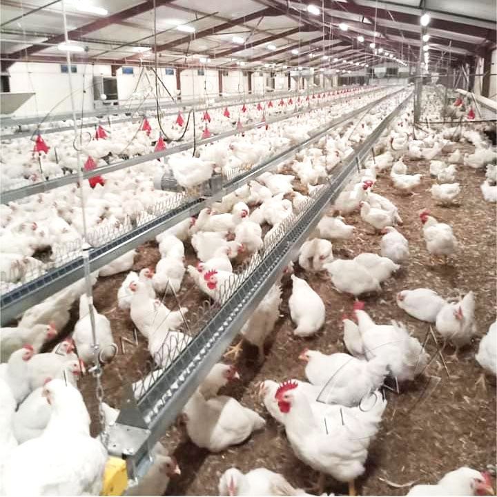 Automatic Breeder Chain and Pan Feeding System Automatic Breeder Chain and Pan Feeding System