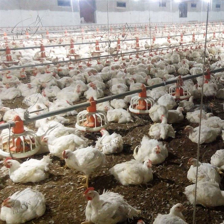 Poultry Equipment for Chicken Farm