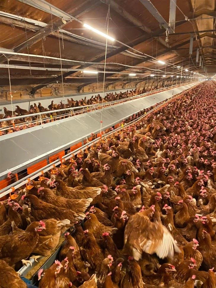 Free Range Chicken Automatic Laying Nest Free Range Chicken Automatic Laying Nest