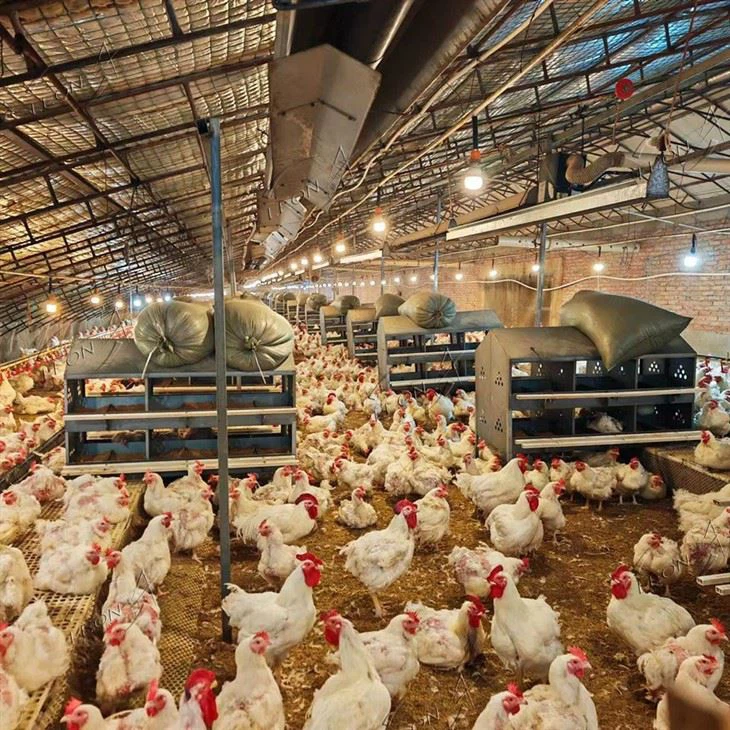 Poultry Manual Laying Nest For Layers And Breeders