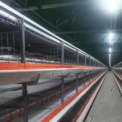 Sistema automático de jaulas para pollos de engorde