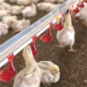 Sistema automático de bebedero de pollo